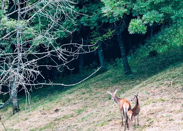 Reddish Deer House ::: Cadore Dolomiti 아파트
