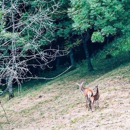 Reddish Deer House ::: Cadore Dolomiti 公寓